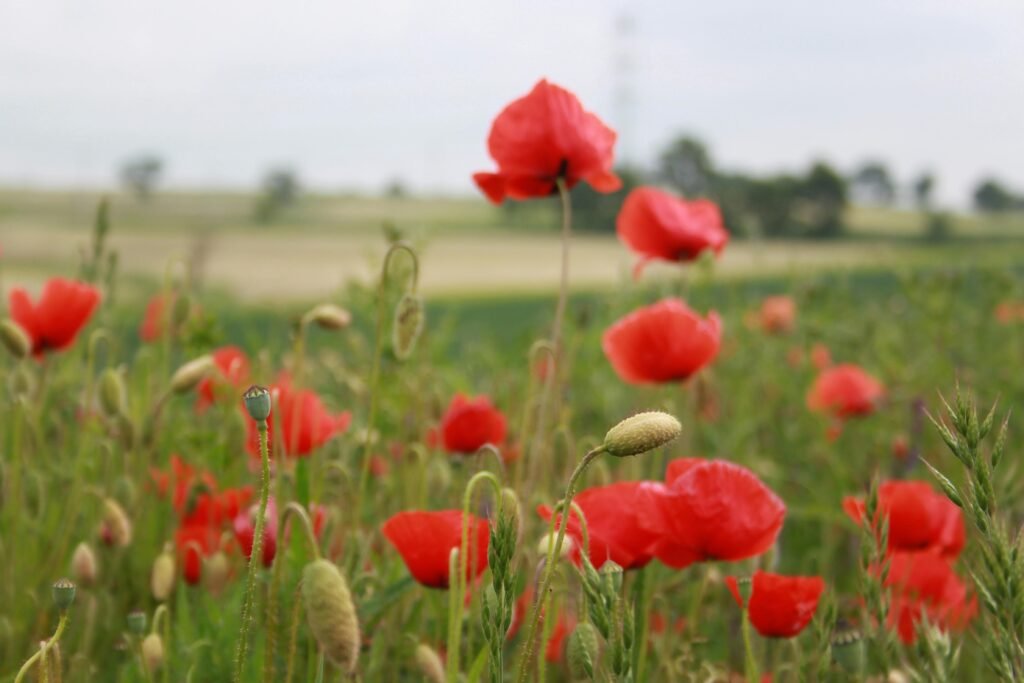 A beautiful field of red poppies blooming in the Polish countryside during late spring.