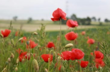 A beautiful field of red poppies blooming in the Polish countryside during late spring.